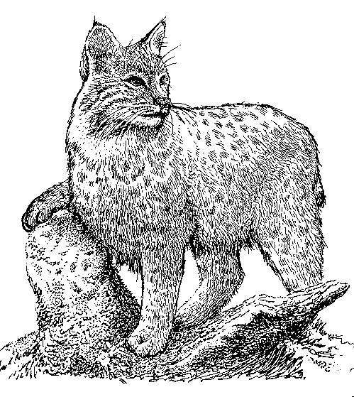 Bobcat Sketch